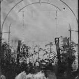Danielle's Polytunnel