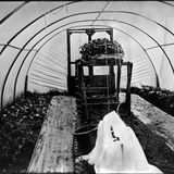 Doug's Polytunnel