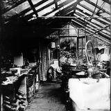 Inside Lesley's greenhouse