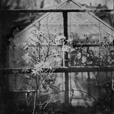 My greenhouse