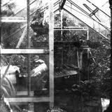 inside my greenhouse
