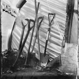 Spades in Doug's Polytunnel