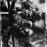 Marieke's Tomatoes