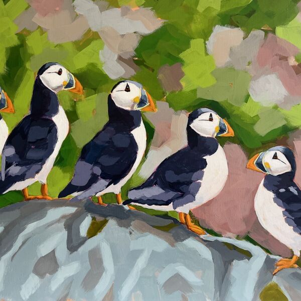 Circus of Puffins