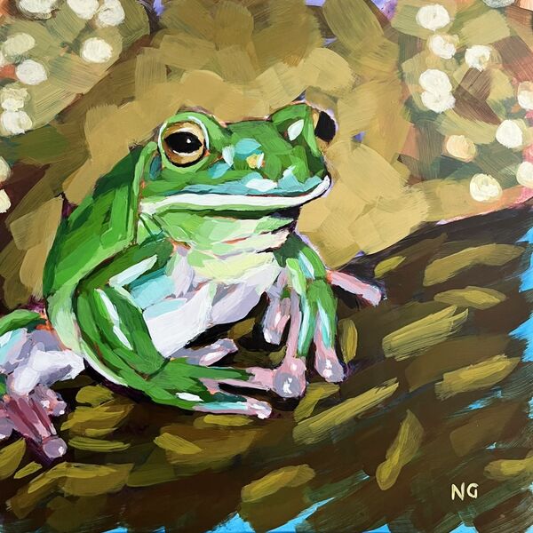 Shimmering Tree Frog