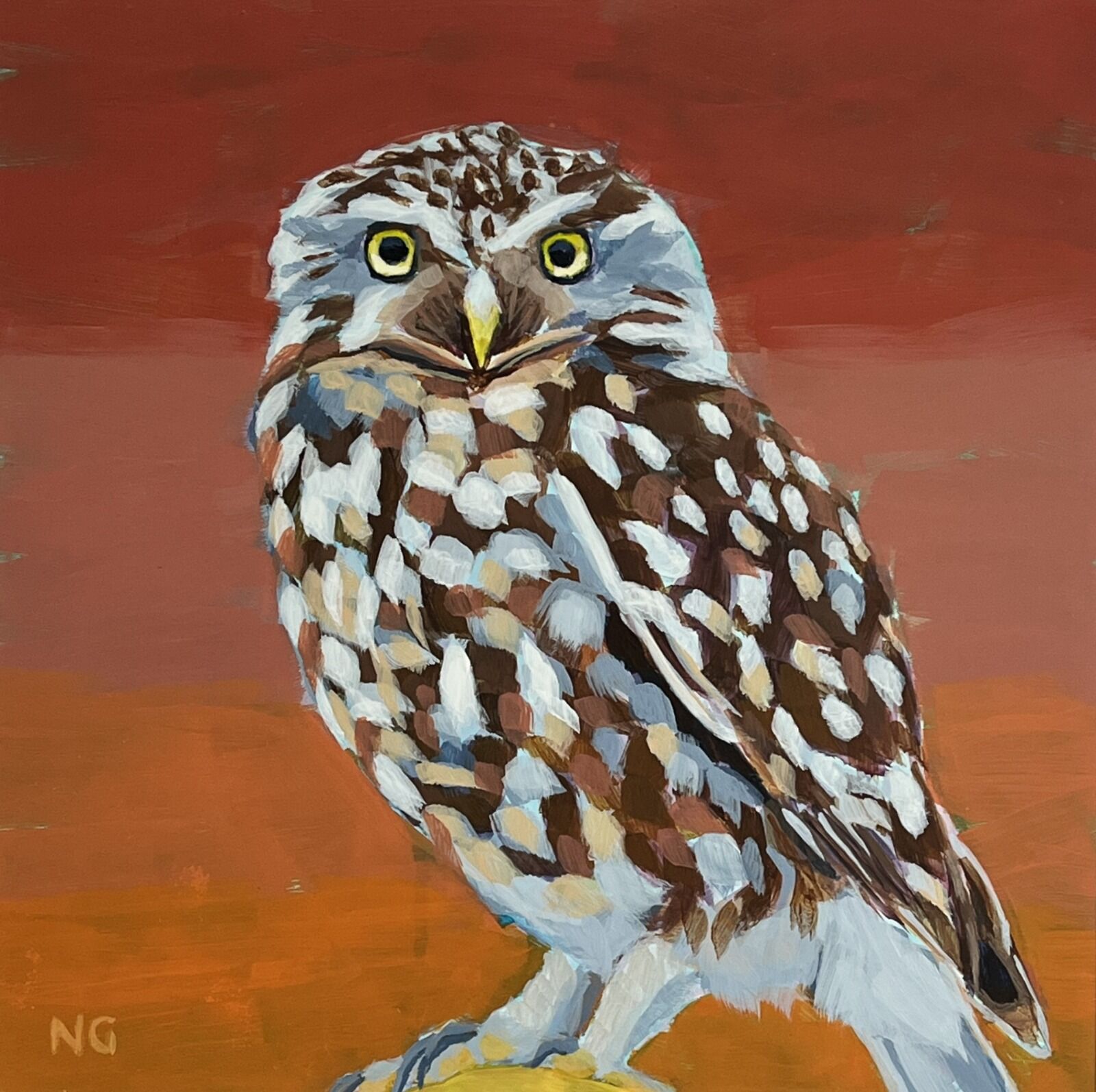 Little Owl