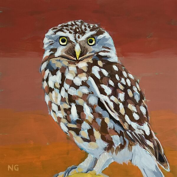 Little Owl