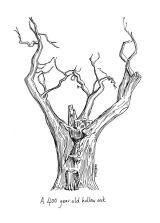 400 year old oak