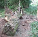 Big Draw Dragon in the Wood