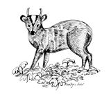 Muntjac deer