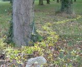 Woodland leaves art