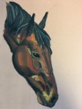 Brown horse profile in chalk pastel
