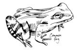 Common frog