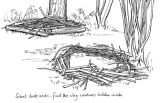 Giant birds' nests