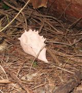 Reffley Wood Project - Clay Creatures