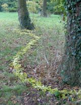 Woodland environmental art
