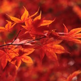 firecracker foliage
