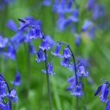 Bluebells