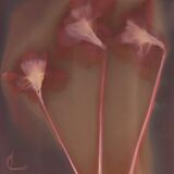 lumen print daffodils