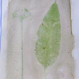 wild garlic anthotype with wild garlic leaf and flower