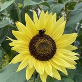 Bee on sunflower