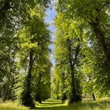 Lime Avenue