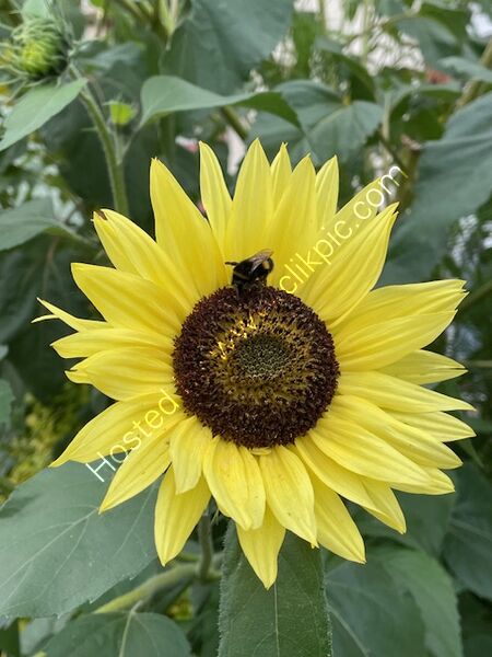 Bee on sunflower