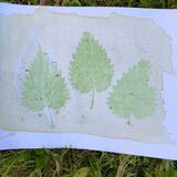 wild garlic anthotype with nettle leaves