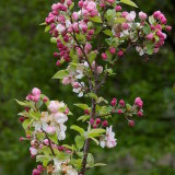 apple blossom