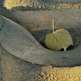 catch a falling leaf