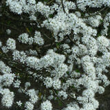 Hawthorn