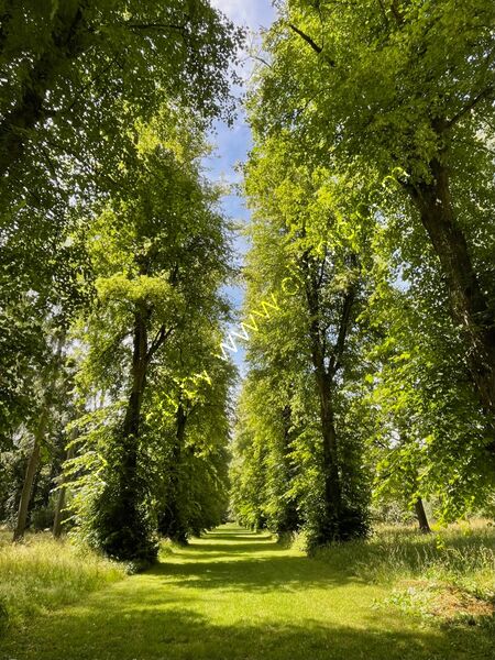 Lime Avenue