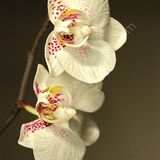 orchid