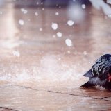 Pigeon shower