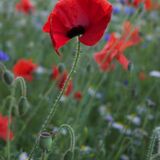 I'M A COUNTRY GIRL AT HEART