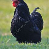 your early morning wakeup call