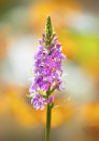 0733 Common spotted orchid