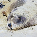 Female Sea Lion, Surat Bay, New Zealand