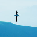 Albatross