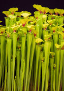 Sarracenia