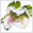 6211 Hellebore orientalis