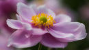 Anemone Queen Charlotte