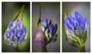 Agapanthus tryptych