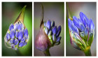 Agapanthus tryptich