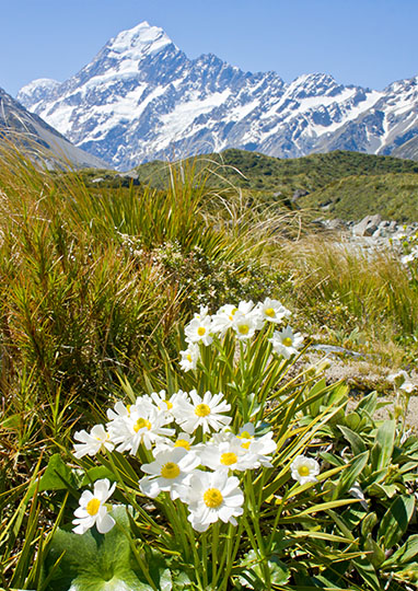 Mt Cook Lily