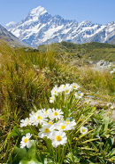 Mt Cook Lily