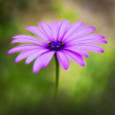 Osteospermum (not available for greeting cards)