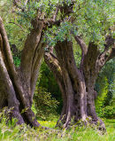 Ancient Olive Trees