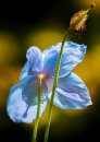 0753 Meconopsis lingholm