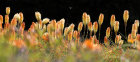 0072 Kniphofia